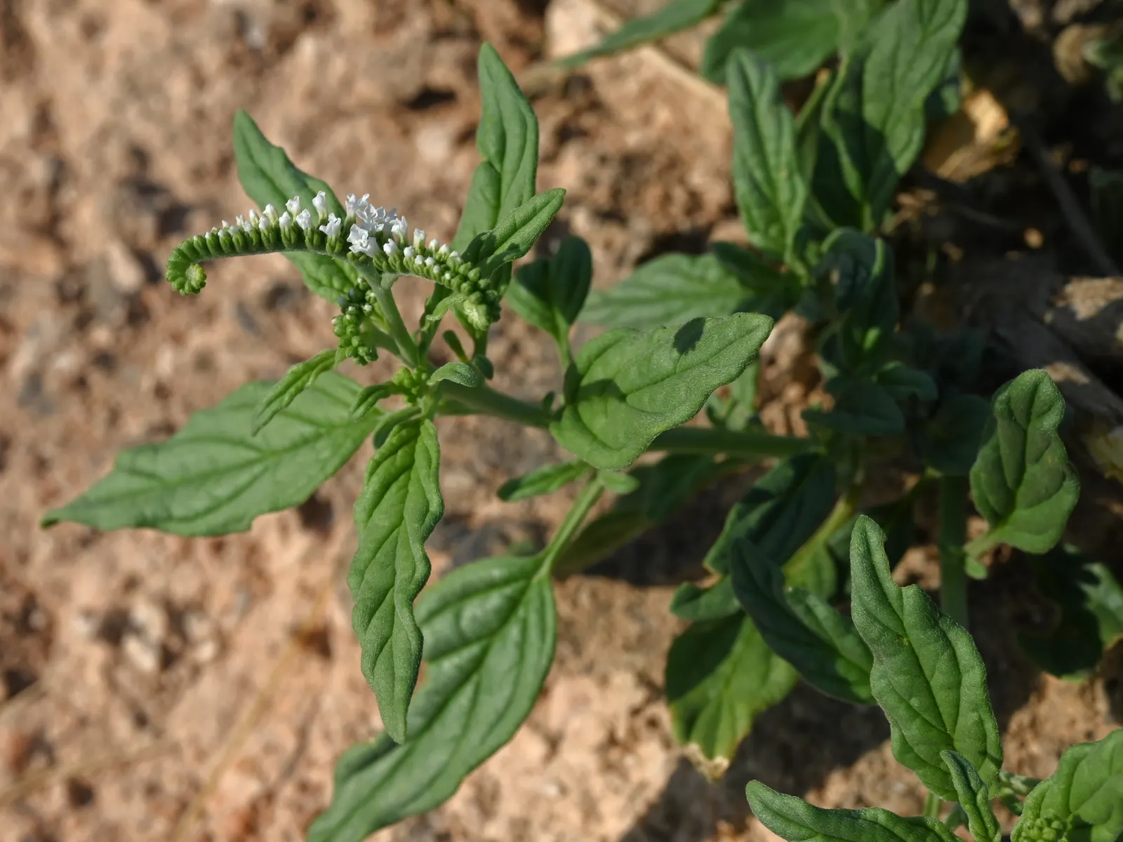 Common Heliotrope (Heliotropium Arborescens) — though care should be taken to avoid waterlogging