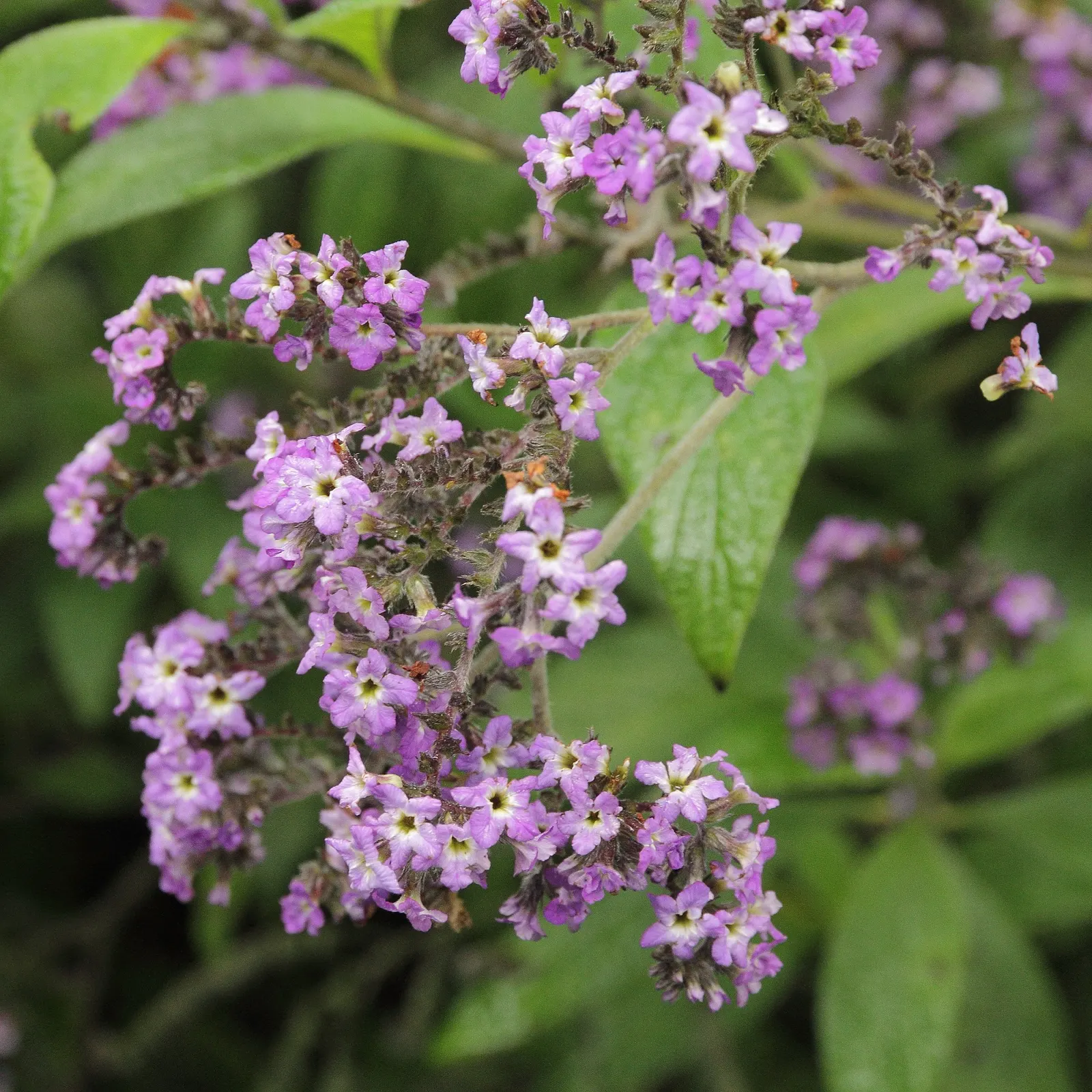 Common Heliotrope (Heliotropium Arborescens) — Their pollinator-friendly blooms attract bees and butterflies, contributing to the biodiversity of, image 86