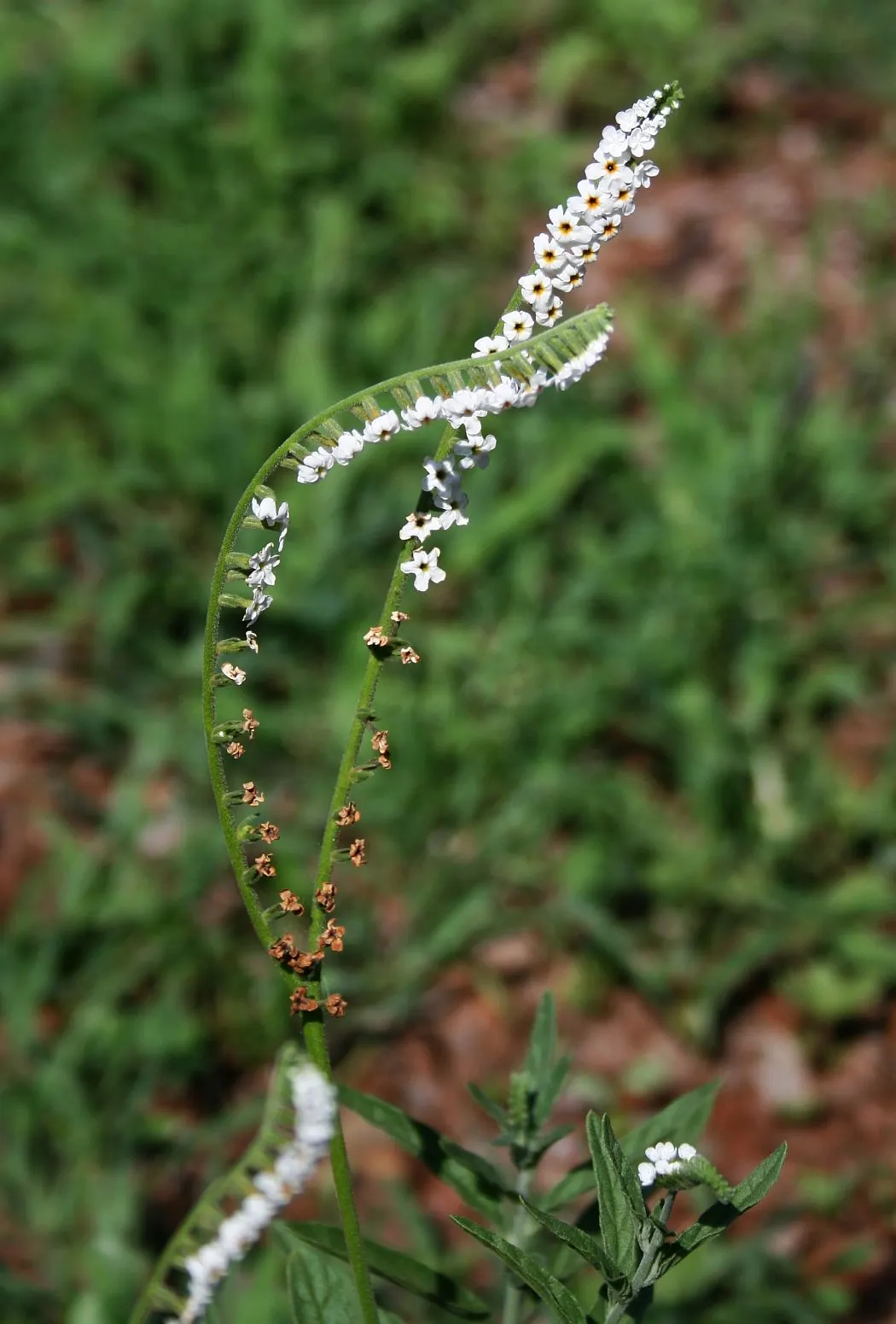 Common Heliotrope (Heliotropium Arborescens) — that all parts of the plant are toxic if ingested and should be handled with care; especially in hotter regions