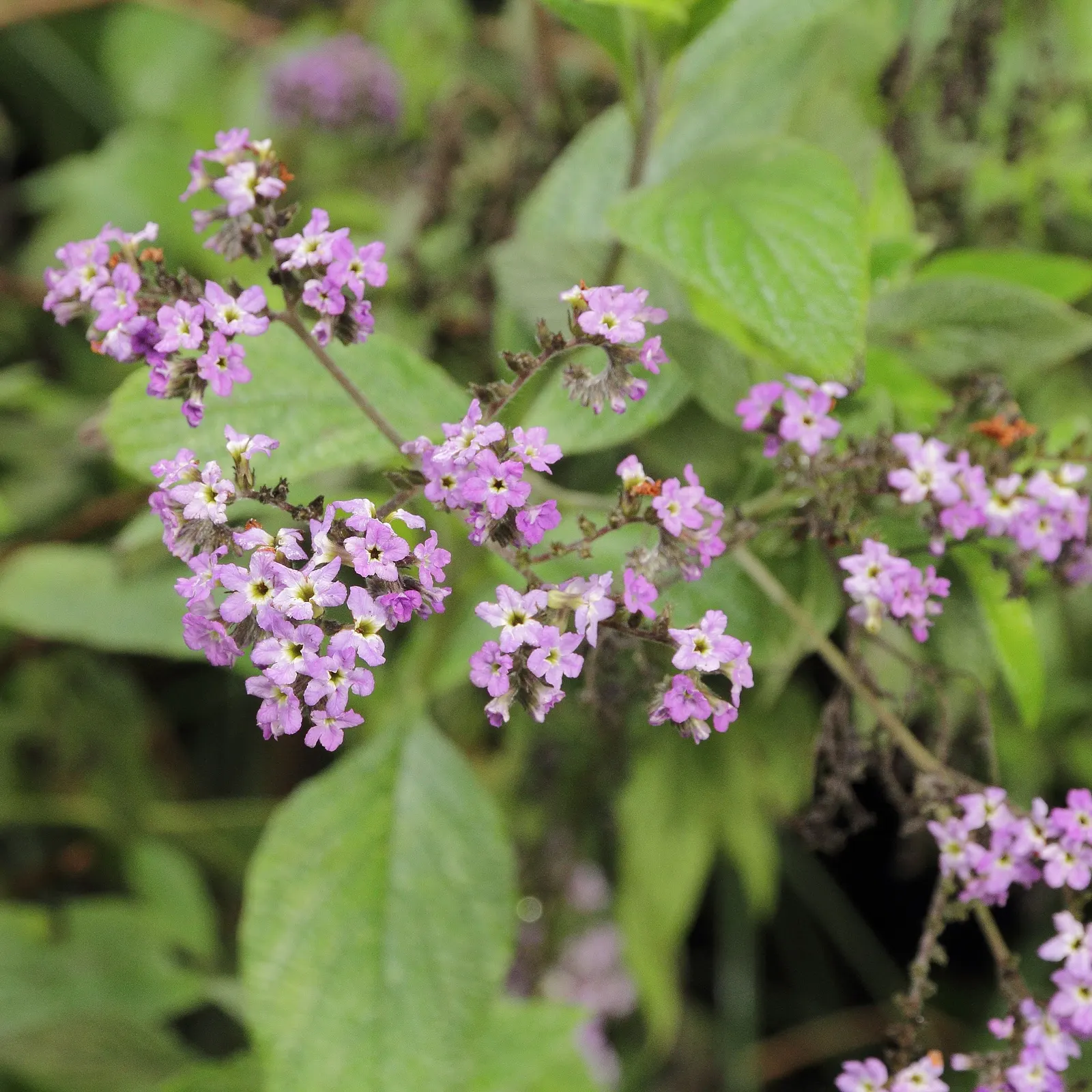 Common Heliotrope (Heliotropium Arborescens) — lavender to deep purple flowers; especially around children and pets, image 106