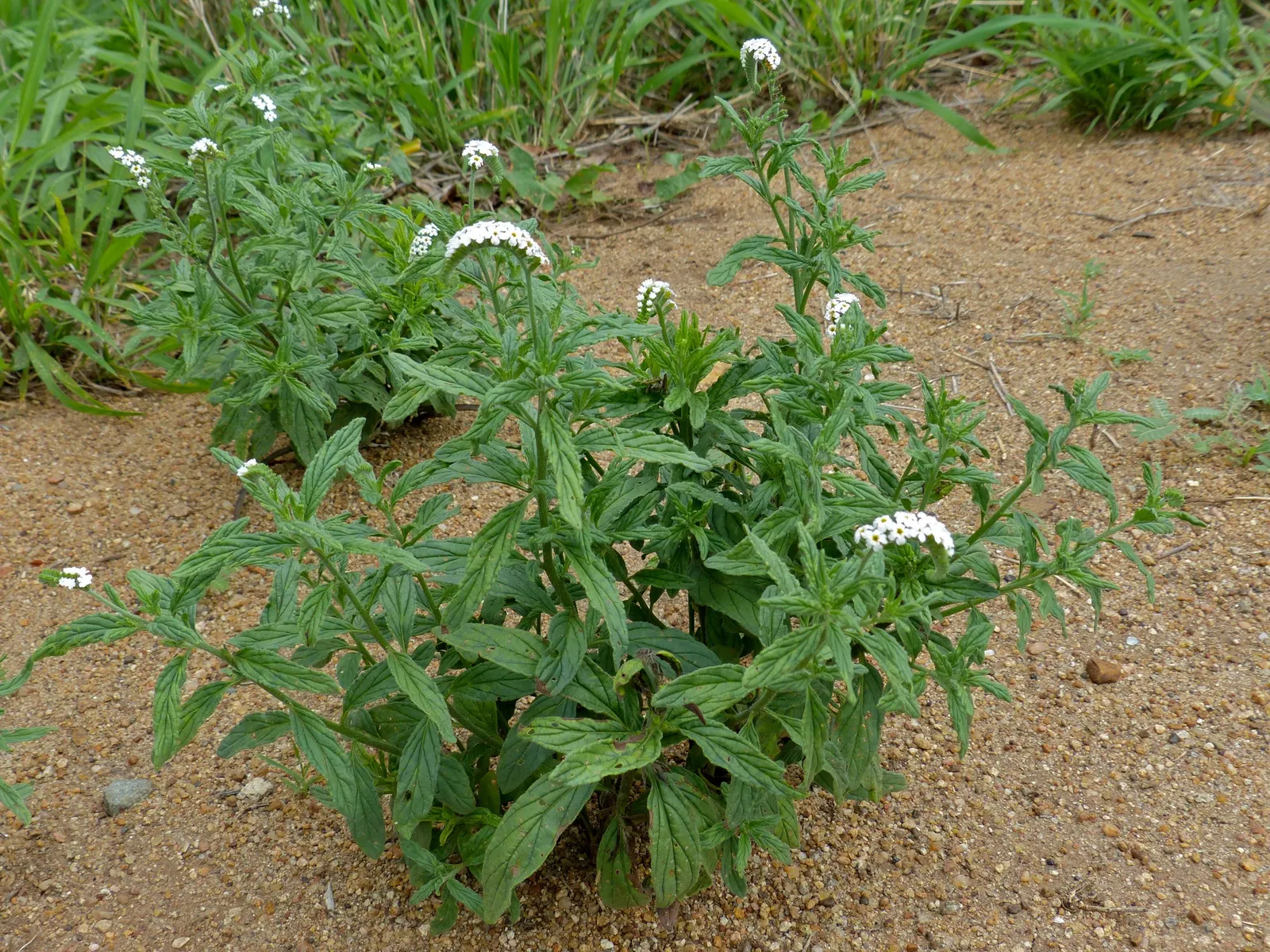 Common Heliotrope (Heliotropium Arborescens) — Preferring full sun to partial shade, it blooms clusters of tiny, violet or white flowers from, image 34