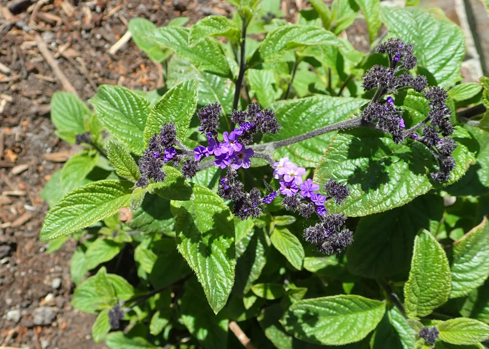 Common Heliotrope (Heliotropium Arborescens) — especially around children and pets; their pollinator-friendly blooms attract bees and butterflies, contributing
