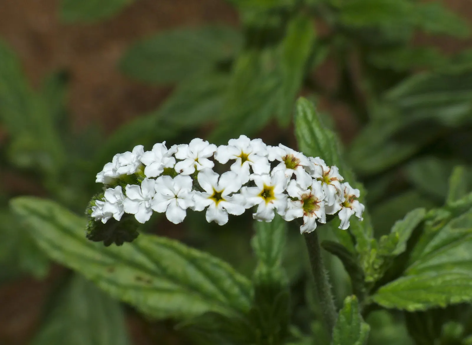 Common Heliotrope (Heliotropium Arborescens) — also known as Garden Heliotrope or Heliotropium arborescens