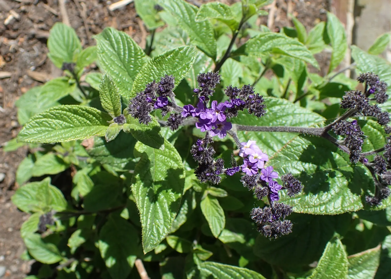 Common Heliotrope (Heliotropium Arborescens) — that all parts of the plant are toxic if ingested and should be handled with care