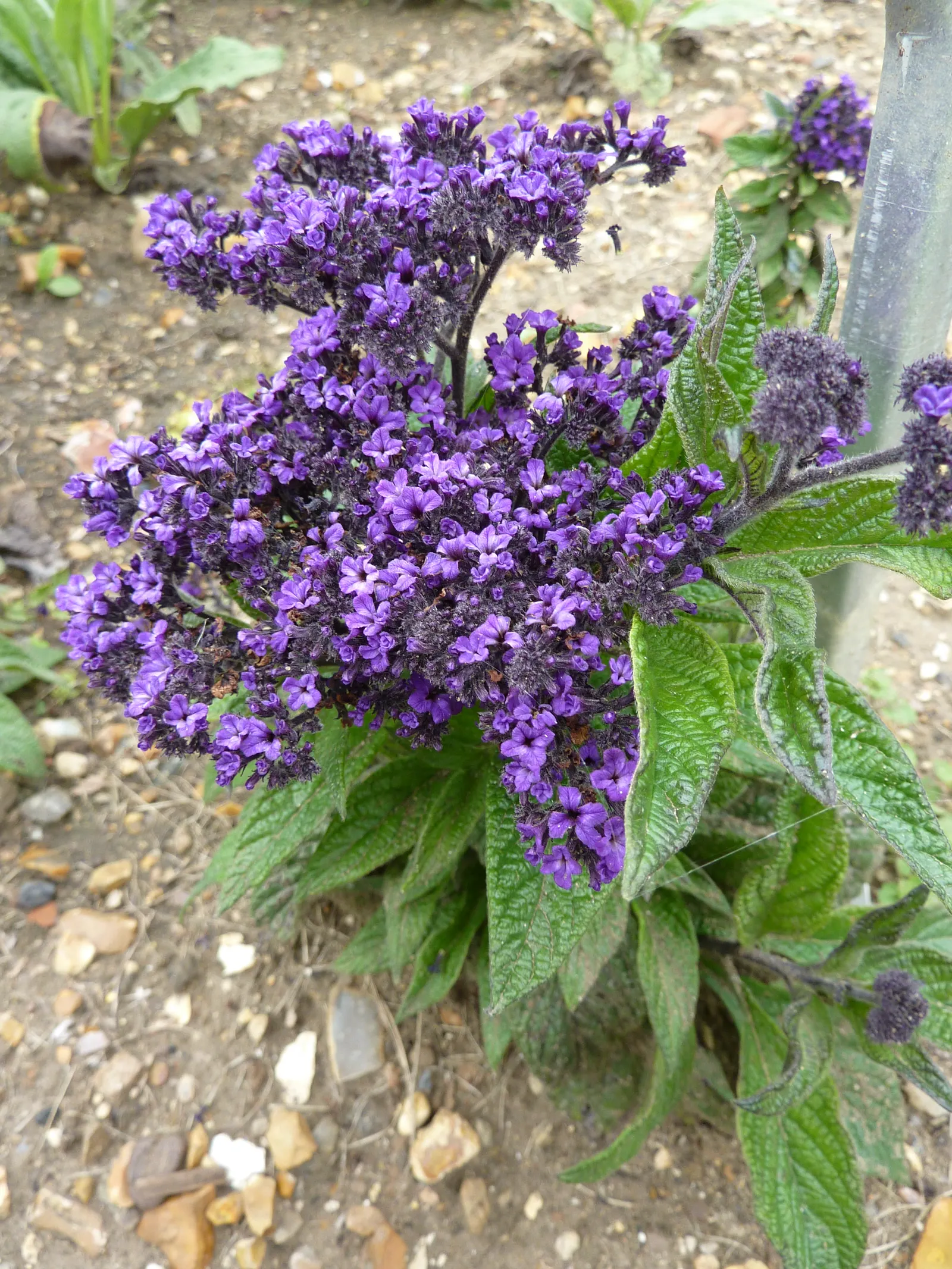 Common Heliotrope (Heliotropium Arborescens) — It reaches a height of 12-18 inches and spreads about the same