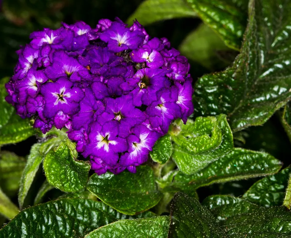 Common Heliotrope (Heliotropium Arborescens) — These plants enjoy warmer temperatures and should be protected from frost; though care should be, image 83