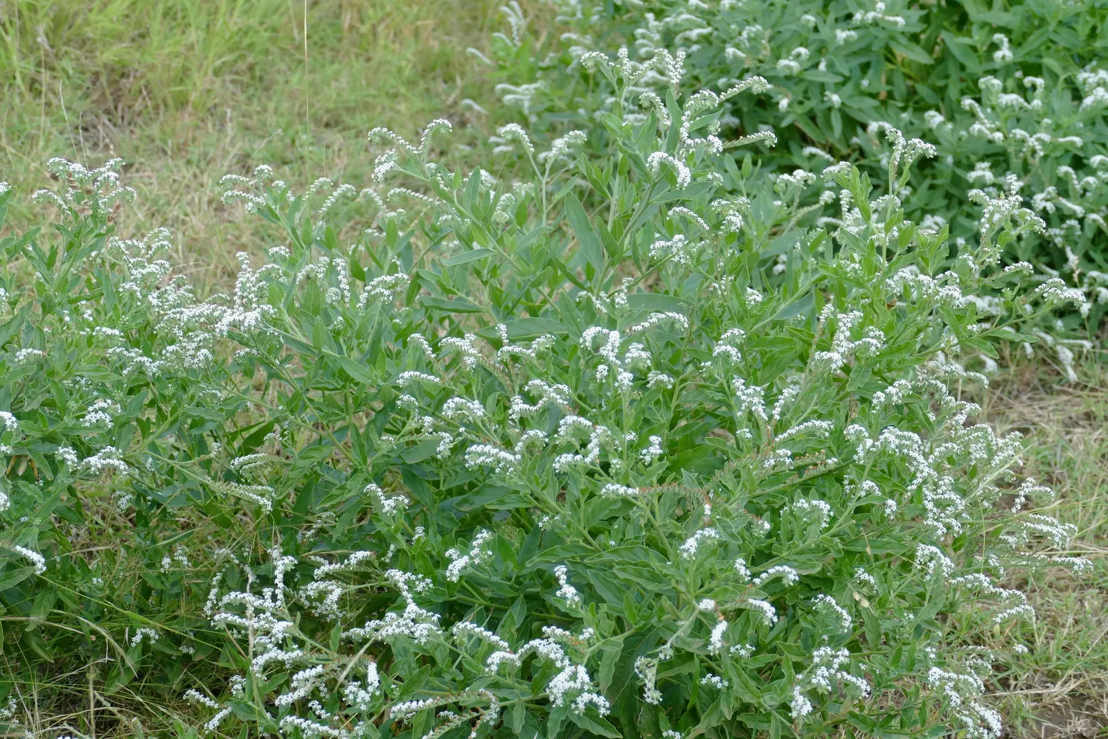 Common Heliotrope (Heliotropium Arborescens) — Thrives in well-drained soil, adding sweet vanilla scent and vibrant color to borders or containers, image 66