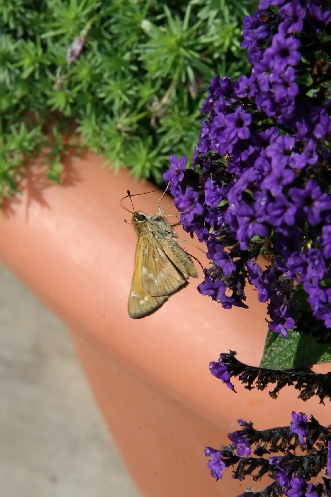 Common Heliotrope (Heliotropium Arborescens) — <br><br>For optimal growth