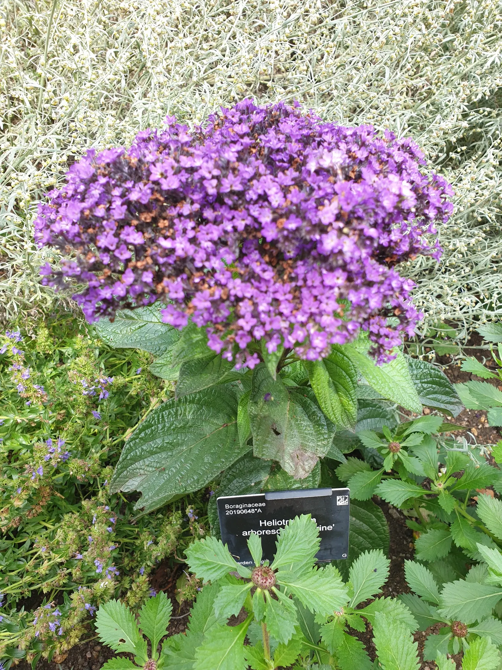 Common Heliotrope (Heliotropium Arborescens) — reaches 1-3 feet in height and spreads approximately 1-2 feet wide