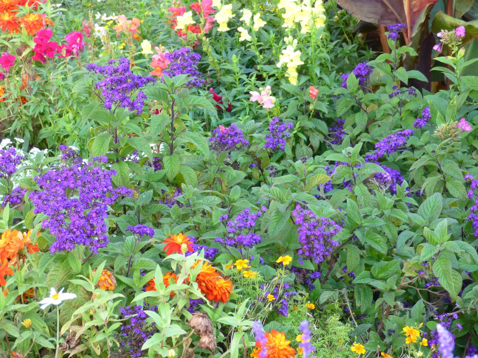 Common Heliotrope (Heliotropium Arborescens) — especially in hotter regions; consider placement near areas where their fragrance can be appreciated