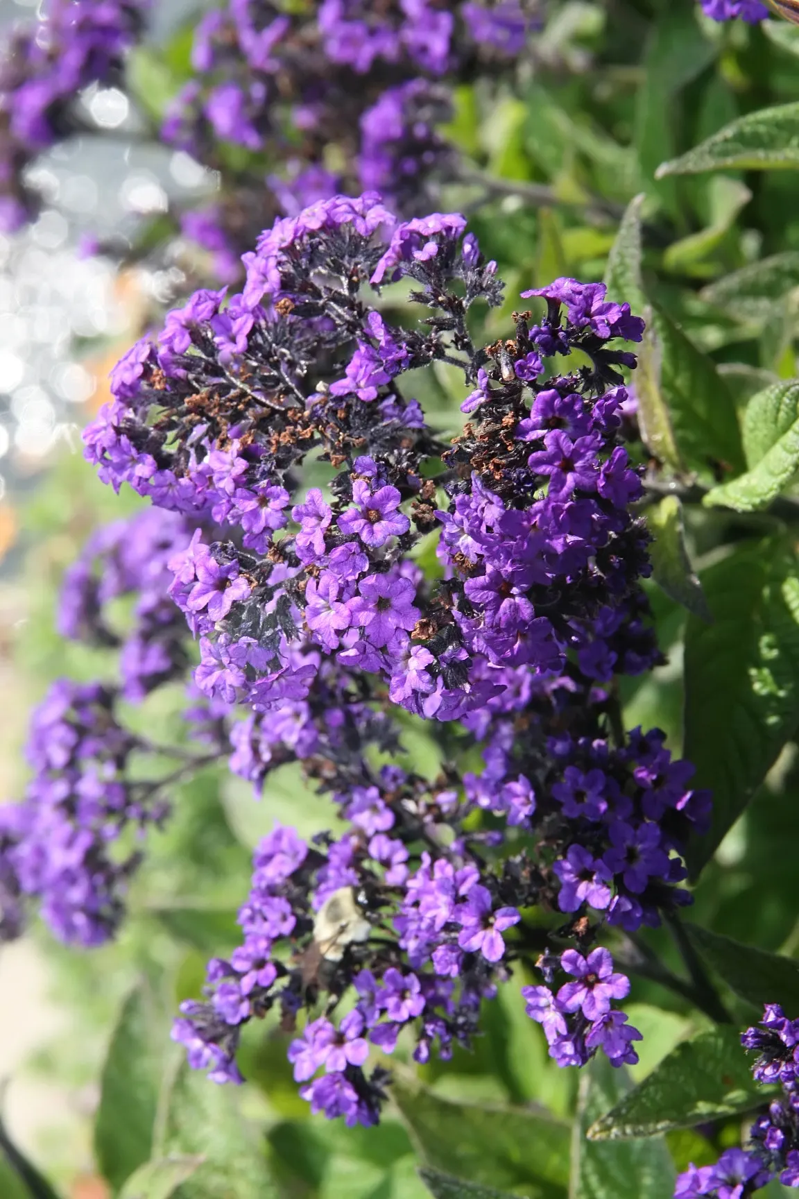 Common Heliotrope (Heliotropium Arborescens) — Preferring full sun to partial shade, it blooms clusters of tiny, violet or white flowers from, image 96