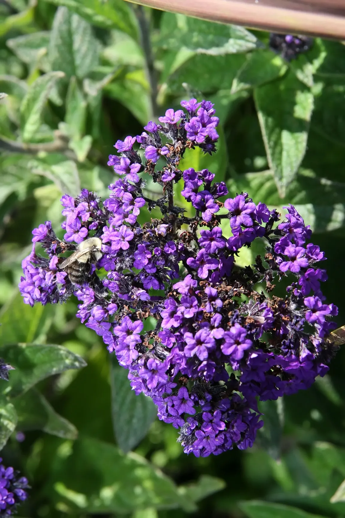 Common Heliotrope (Heliotropium Arborescens) — also known as Garden Heliotrope or Heliotropium arborescens; <br><br>For optimal growth, image 100