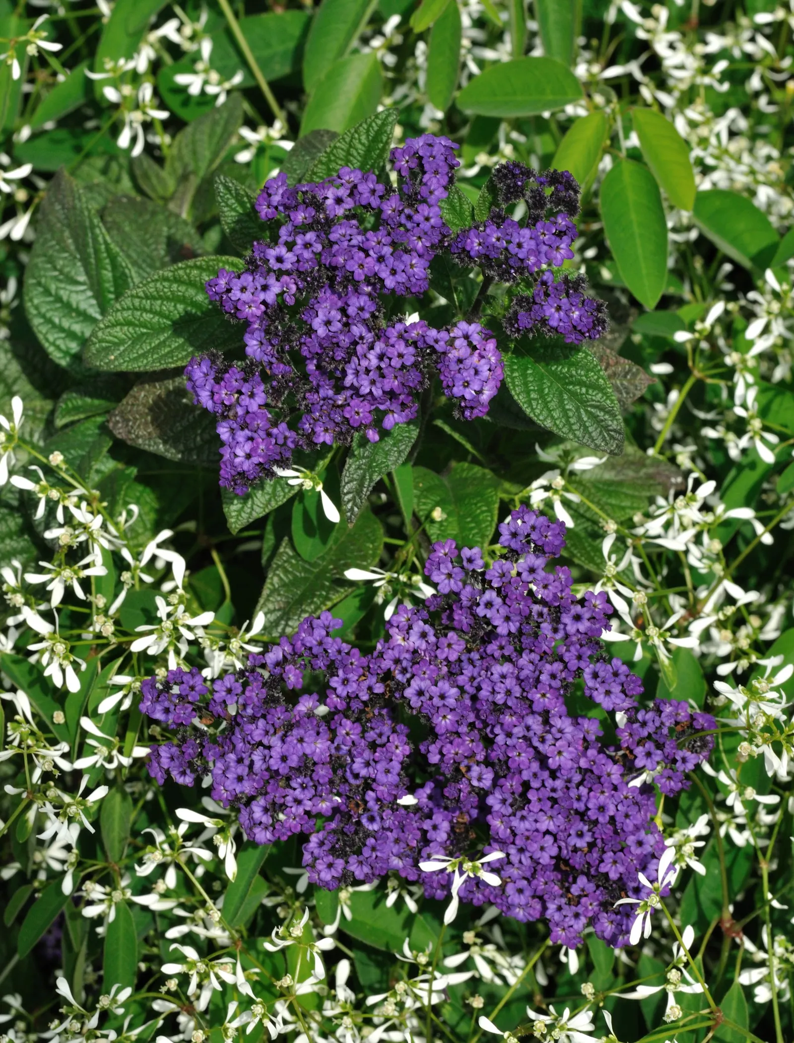 Common Heliotrope (Heliotropium Arborescens) — Their pollinator-friendly blooms attract bees and butterflies, contributing to the biodiversity of, image 55