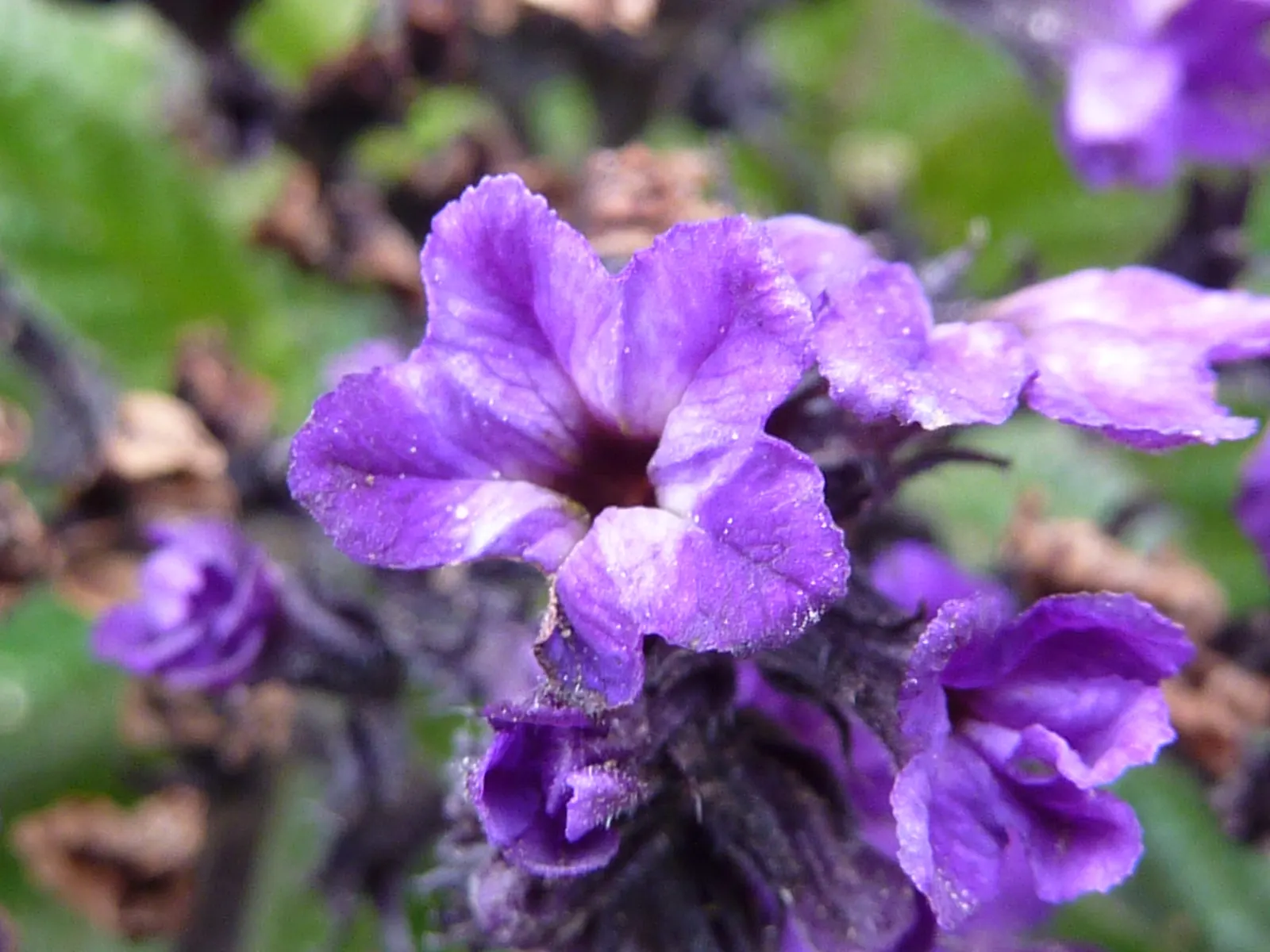 Common Heliotrope (Heliotropium Arborescens) — and consistent moisture is key