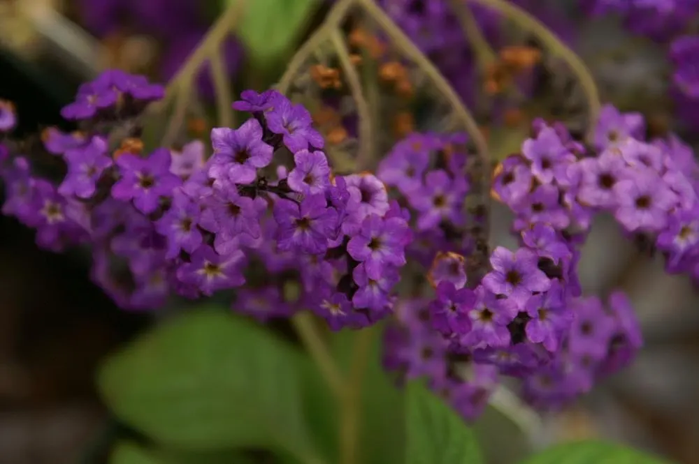 Common Heliotrope (Heliotropium Arborescens) — Common Heliotrope (Heliotropium arborescens) <br><br>The Common Heliotrope; flowering plant that serves as an