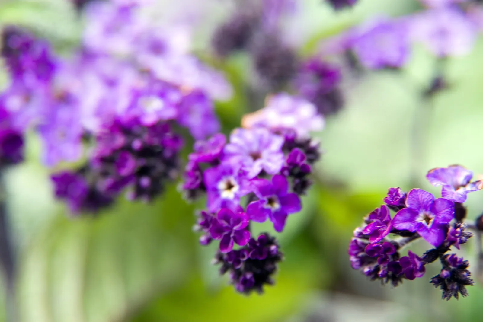 Common Heliotrope (Heliotropium Arborescens) — typically about 2-4 inches long; and consistent moisture is key, image 105