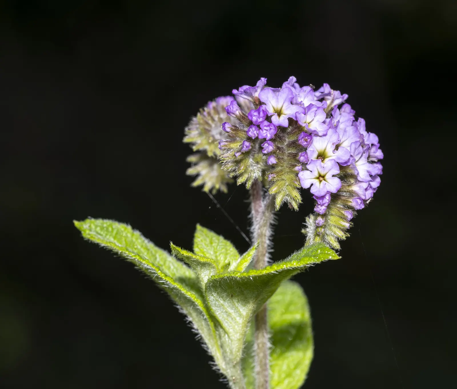 Common Heliotrope (Heliotropium Arborescens) — Heliotropium arborescens, the Common Heliotrope, is a fragrant perennial often grown as an annual, image 63