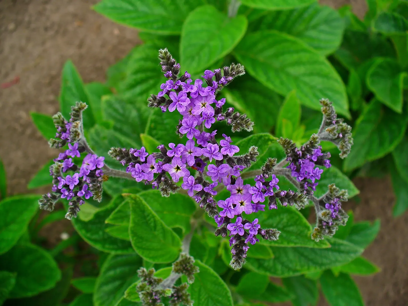 Common Heliotrope (Heliotropium Arborescens) — shrub with lavender blooms; these plants enjoy warmer temperatures and should be protected from frost, image 92