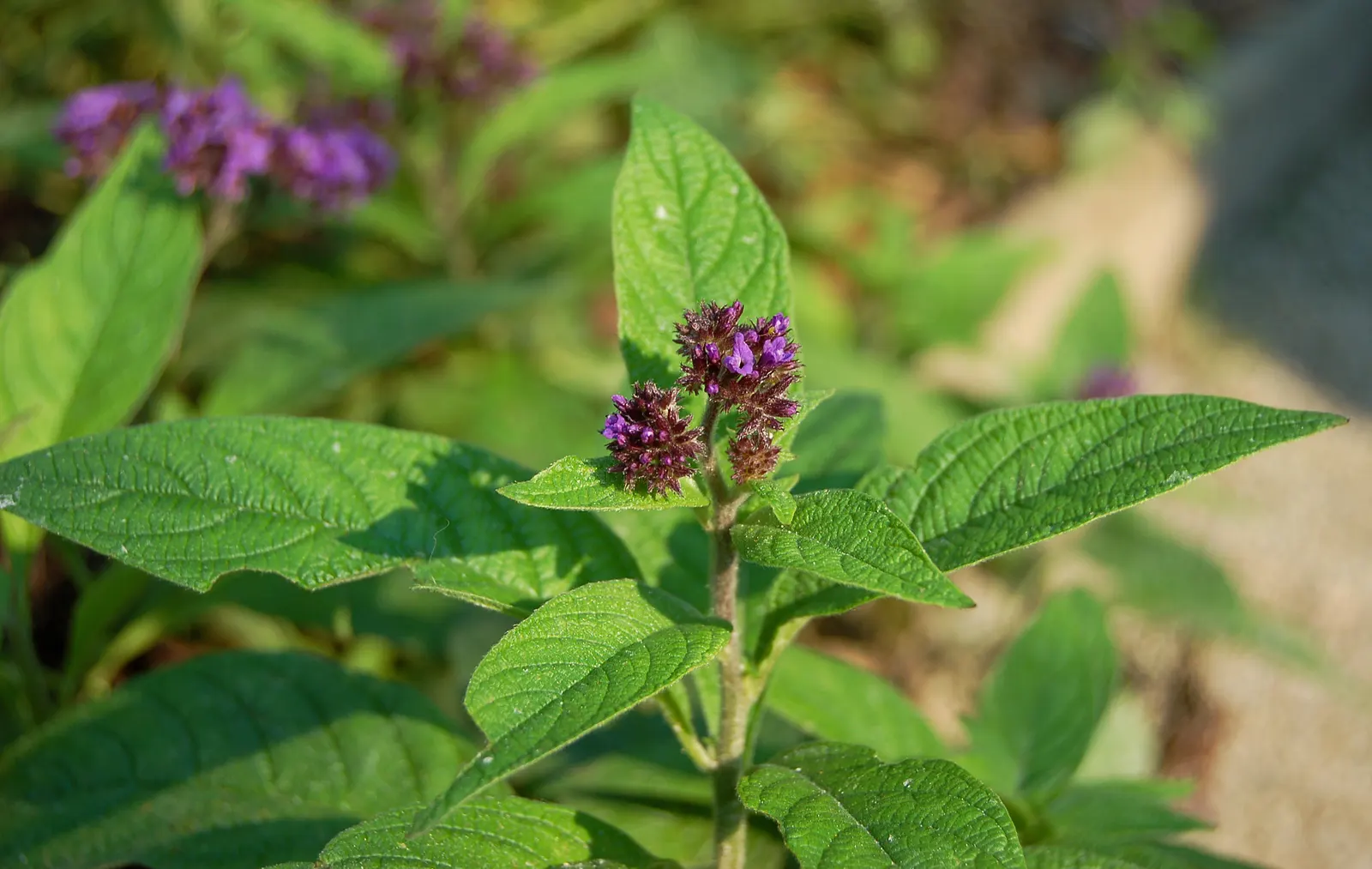 Common Heliotrope (Heliotropium Arborescens) — shrub for full or half; common Heliotropes are sure to provide both visual and olfactory pleasure in, image 93