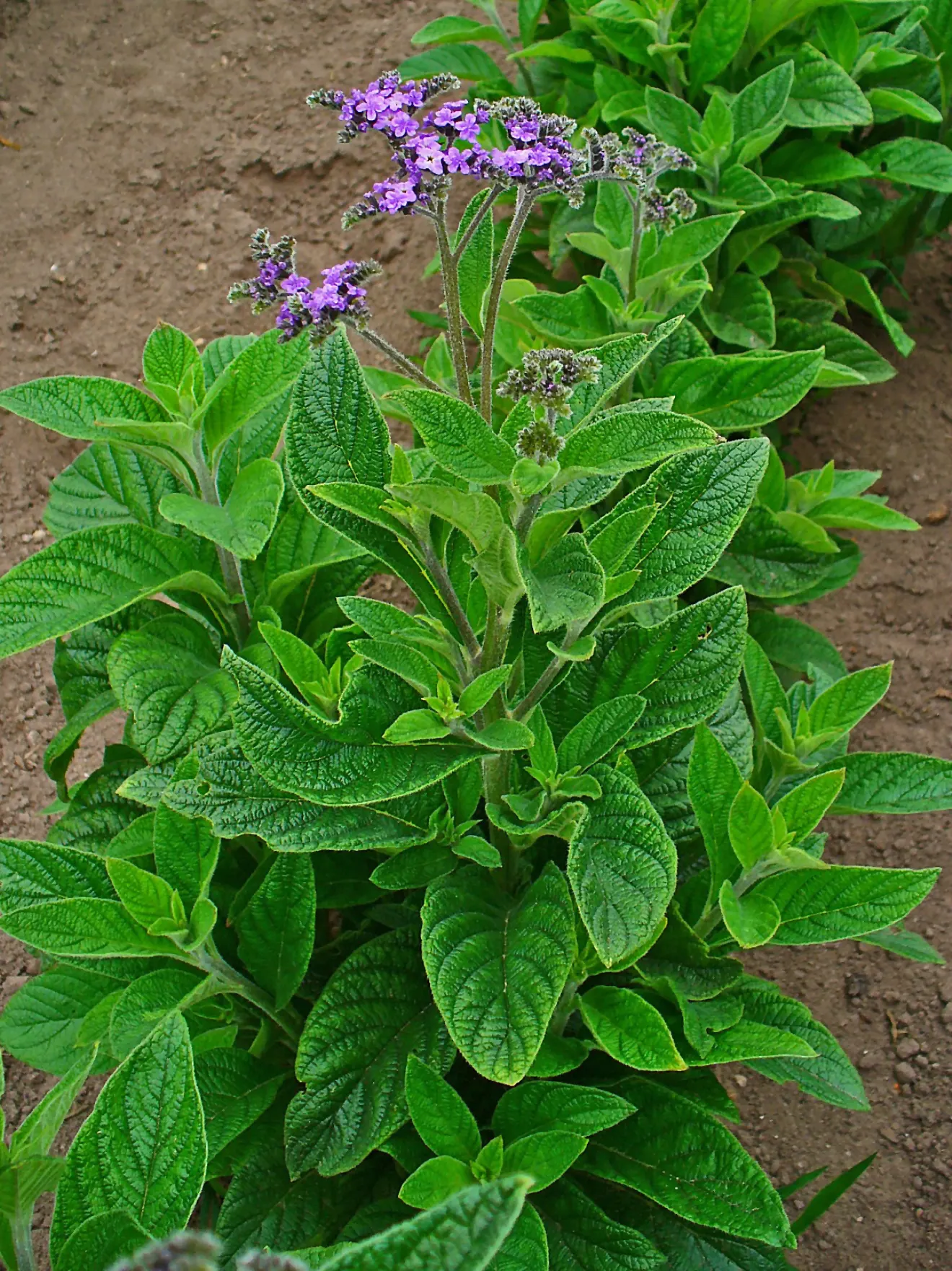 Common Heliotrope (Heliotropium Arborescens) — especially around children and pets