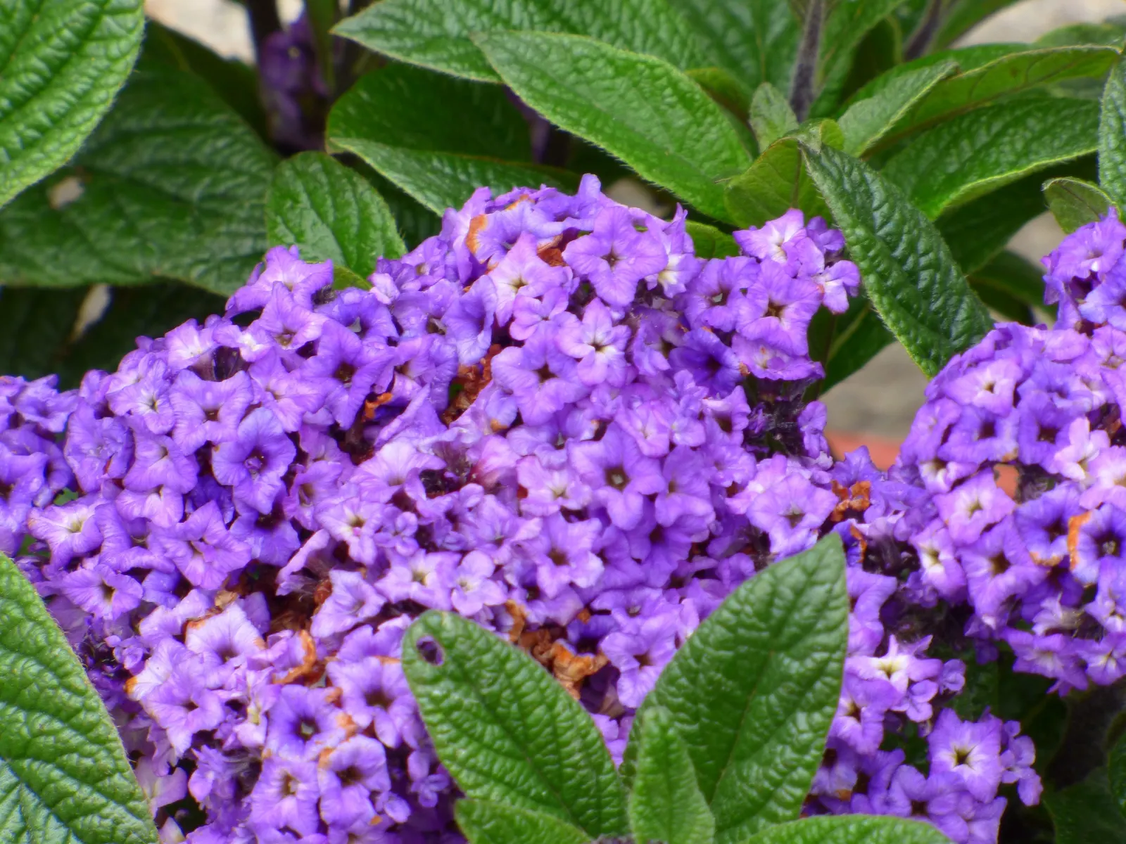 Common Heliotrope (Heliotropium Arborescens) — Thrives in well-drained soil, adding sweet vanilla scent and vibrant color to borders or containers