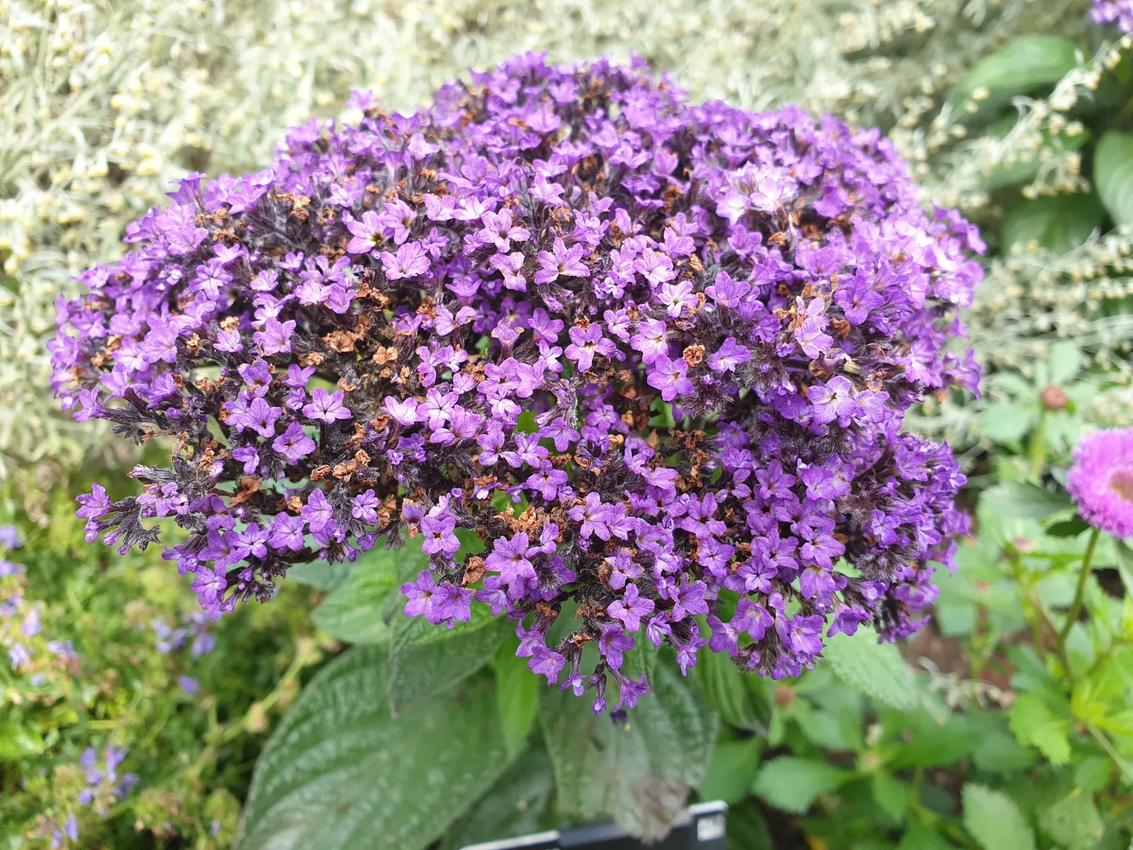 Common Heliotrope (Heliotropium Arborescens) — often treated as an annual in cooler climates; uSDA zones 10-11; protect from frost, image 103