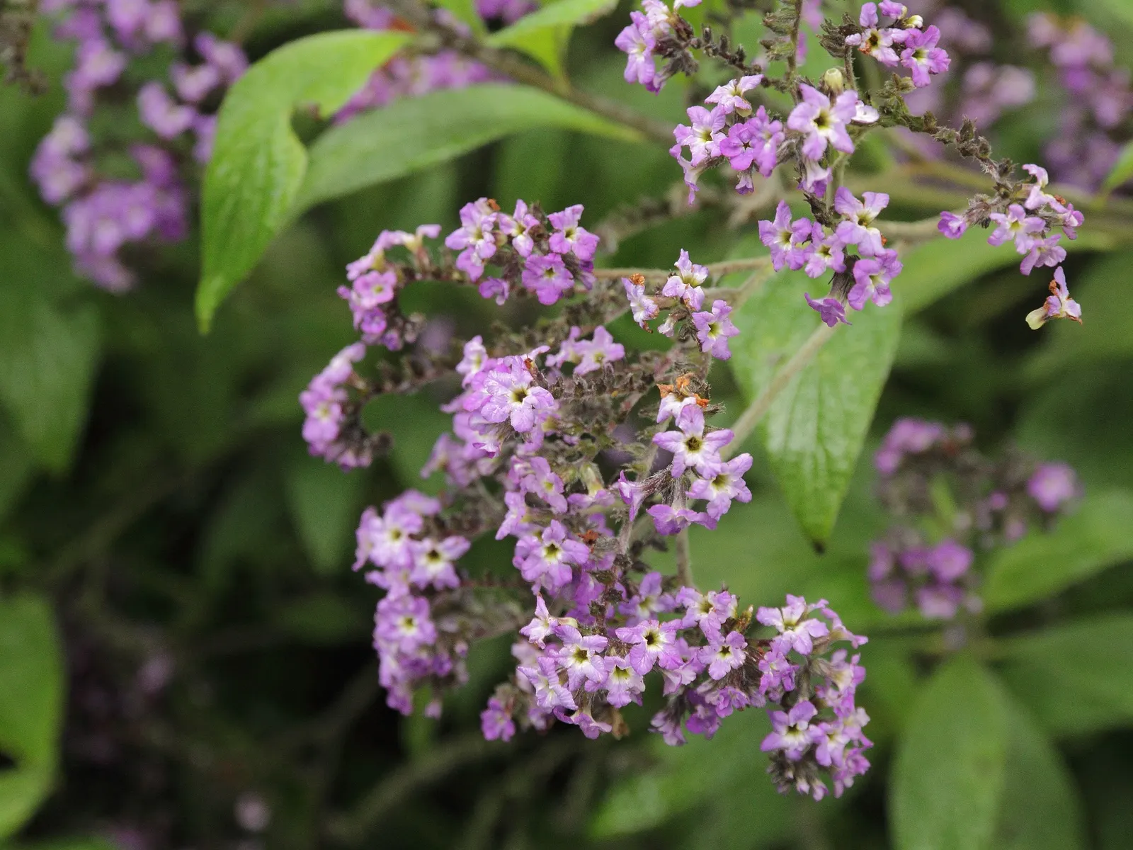 Common Heliotrope (Heliotropium Arborescens) — lavender to deep purple flowers; especially around children and pets, image 75