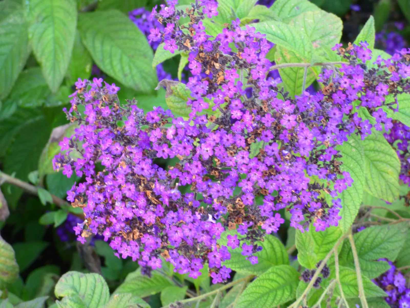 Common Heliotrope (Heliotropium Arborescens) — often treated as an annual in cooler climates; uSDA zones 10-11; protect from frost