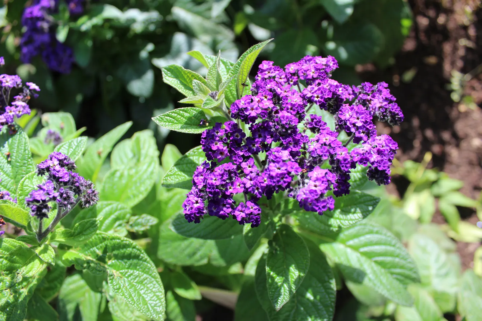 Common Heliotrope (Heliotropium Arborescens) — also known as Garden Heliotrope or Heliotropium arborescens; <br><br>For optimal growth, image 69
