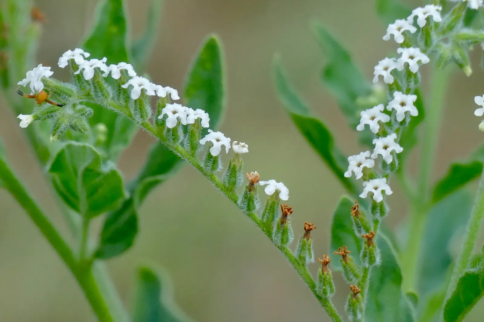 Common Heliotrope (Heliotropium Arborescens) — They thrive in well-drained; shrub with lavender blooms