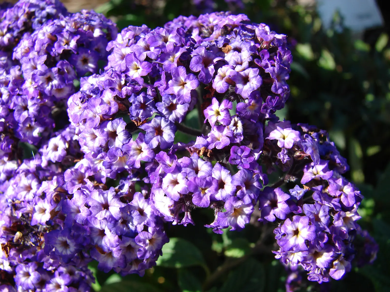 Common Heliotrope (Heliotropium Arborescens) — These plants enjoy warmer temperatures and should be protected from frost; though care should be, image 114