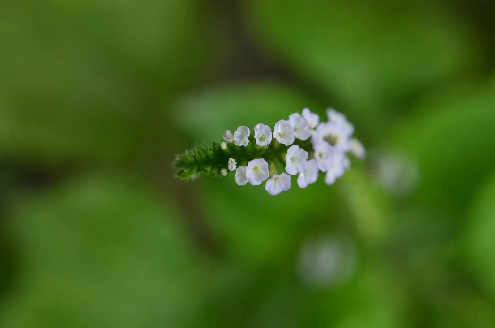 Common Heliotrope (Heliotropium Arborescens) — reaches 1-3 feet in height and spreads approximately 1-2 feet wide; typically about 2-4 inches long, image 104
