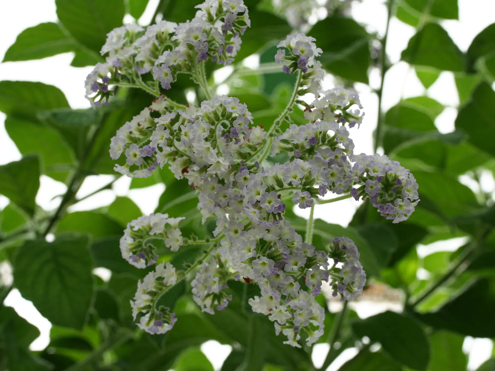 Common Heliotrope (Heliotropium Arborescens) — making them ideal for USDA zones 9b through 11.<br><br>When incorporating Heliotropes into landscape, image 53