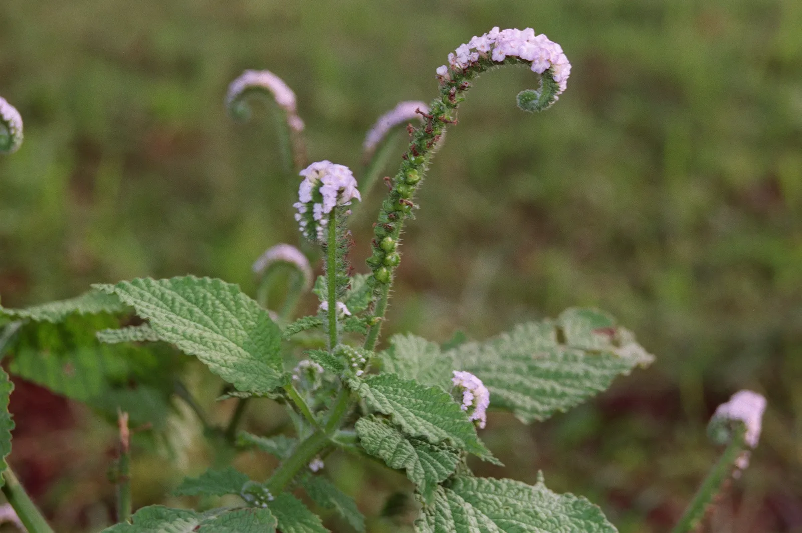 Common Heliotrope (Heliotropium Arborescens) — and consistent moisture is key; common Heliotrope (Heliotropium arborescens) <br><br>The Common, image 112