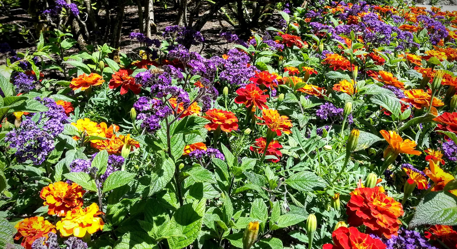 Common Heliotrope (Heliotropium Arborescens) — typically about 2-4 inches long