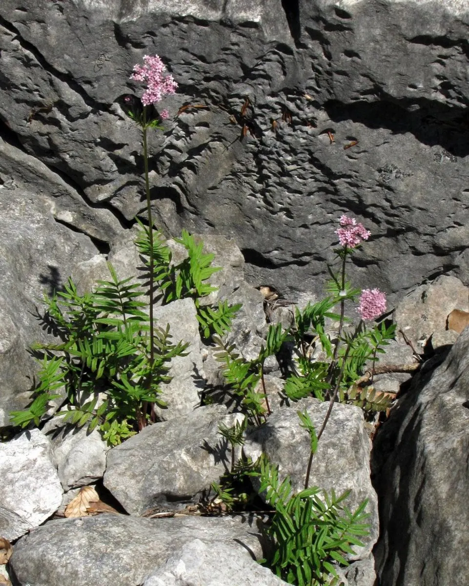 Common Heliotrope (Heliotropium Arborescens) — lavender flowers in the garden; which may bloom from late spring until the first frost, image 91