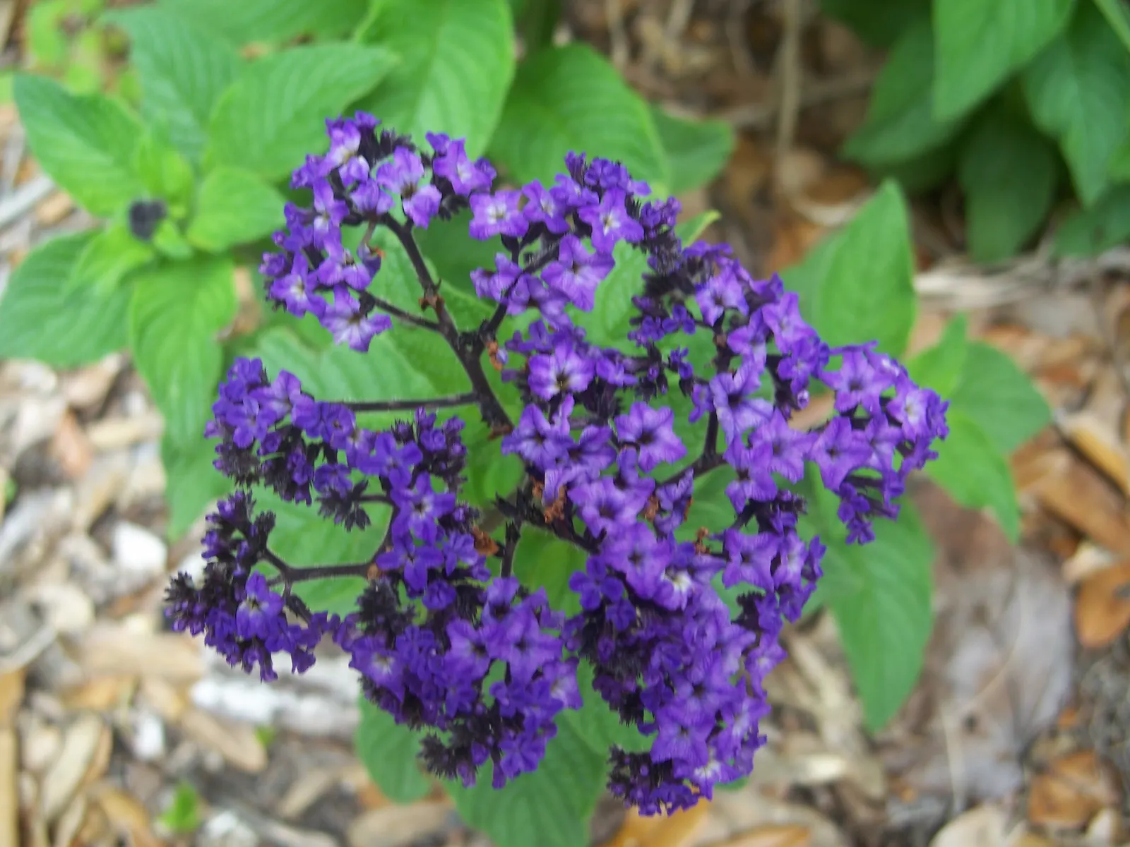 Common Heliotrope (Heliotropium Arborescens) — shrub for full or half; common Heliotropes are sure to provide both visual and olfactory pleasure in any garden
