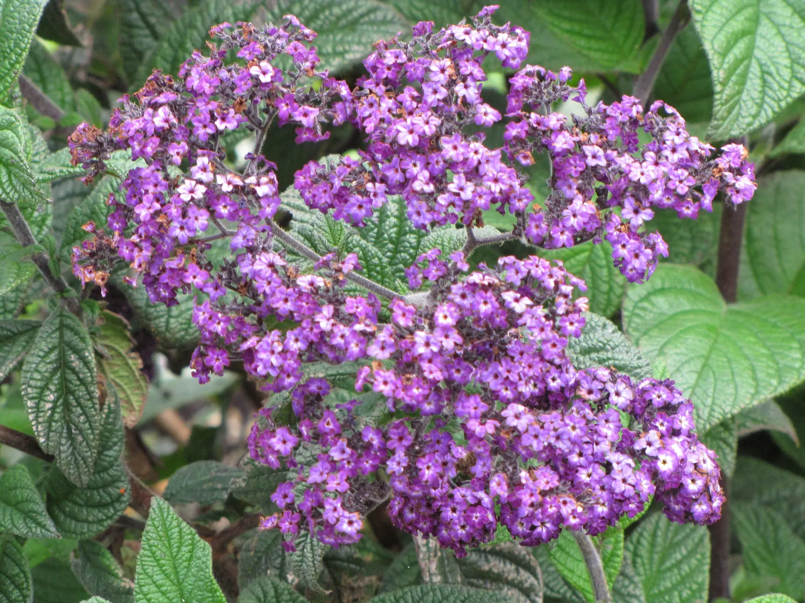 Common Heliotrope (Heliotropium Arborescens) — <br><br>With their captivating aroma and vibrant coloration; shrub for full or half, image 89