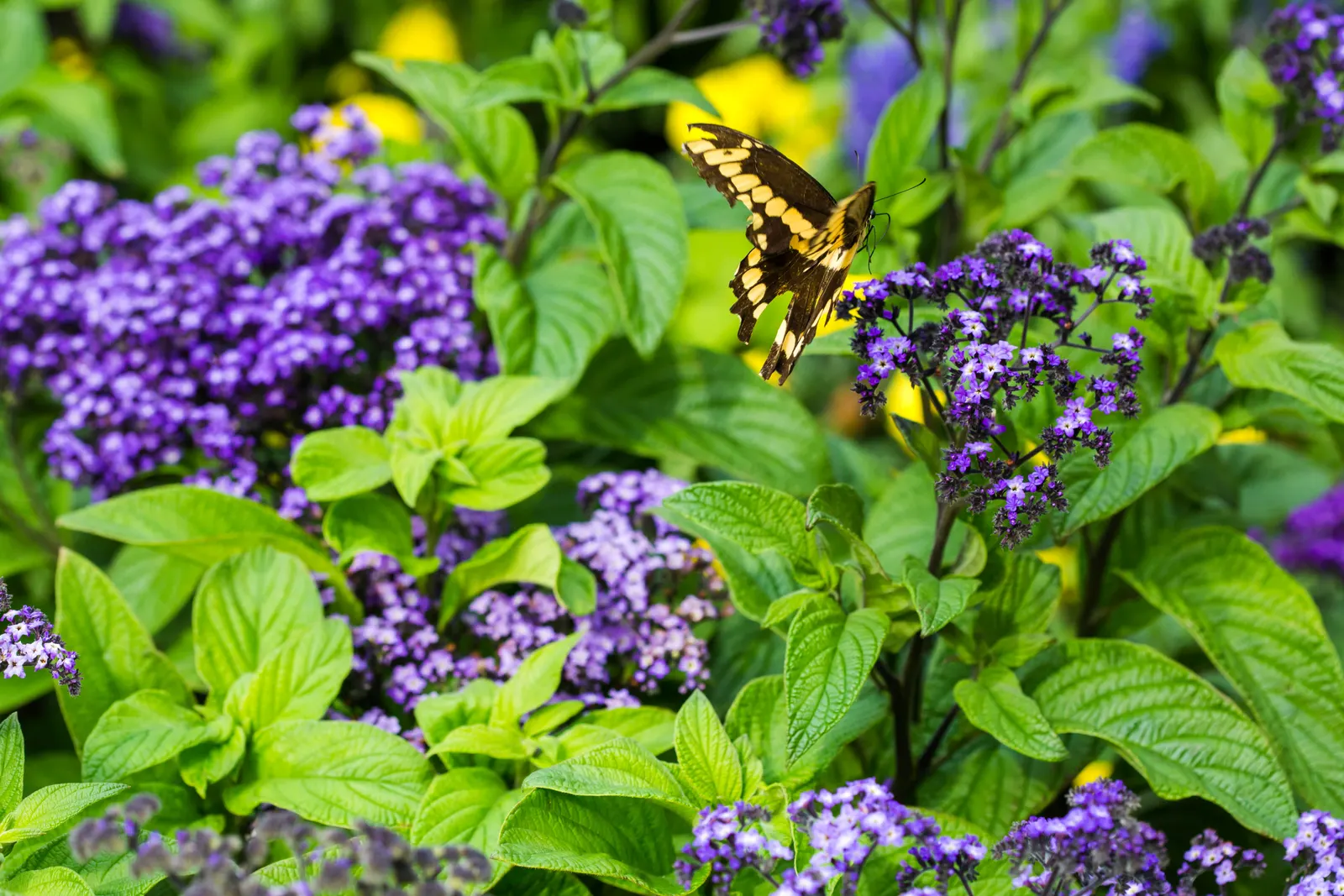 Common Heliotrope (Heliotropium Arborescens) — consider placement near areas where their fragrance can be appreciated; preferring full sun to partial shade, it
