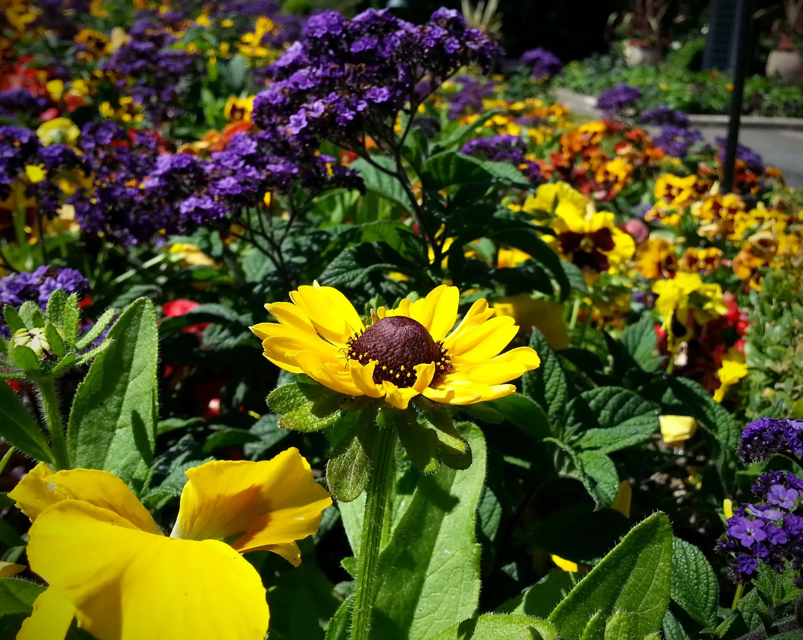 Common Heliotrope (Heliotropium Arborescens) — Common Heliotrope (Heliotropium arborescens) <br><br>The Common Heliotrope; flowering plant that, image 68