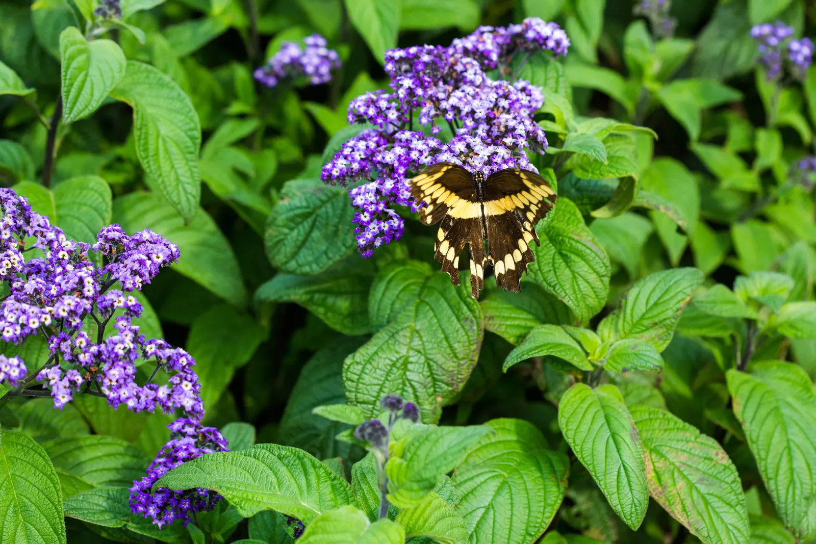 Common Heliotrope (Heliotropium Arborescens) — These plants enjoy warmer temperatures and should be protected from frost; though care should be taken to avoid