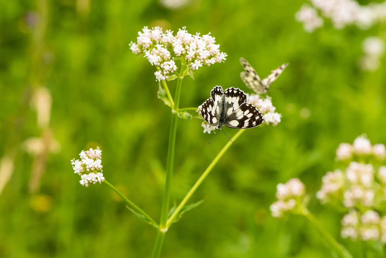 Common Heliotrope (Heliotropium Arborescens) — <br><br>For optimal growth; famed for its sweet vanilla-like scent
