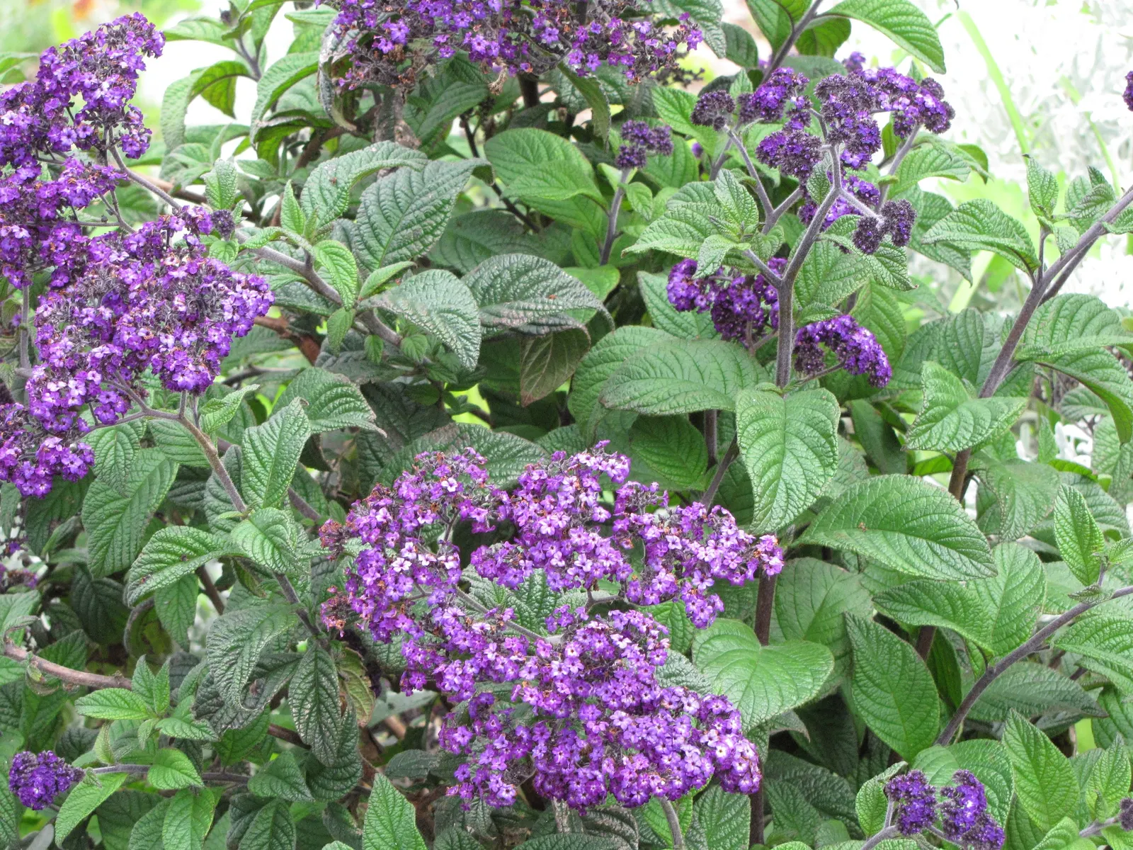 Common Heliotrope (Heliotropium Arborescens) — Heliotropes prefer a sunny location with partial afternoon shade