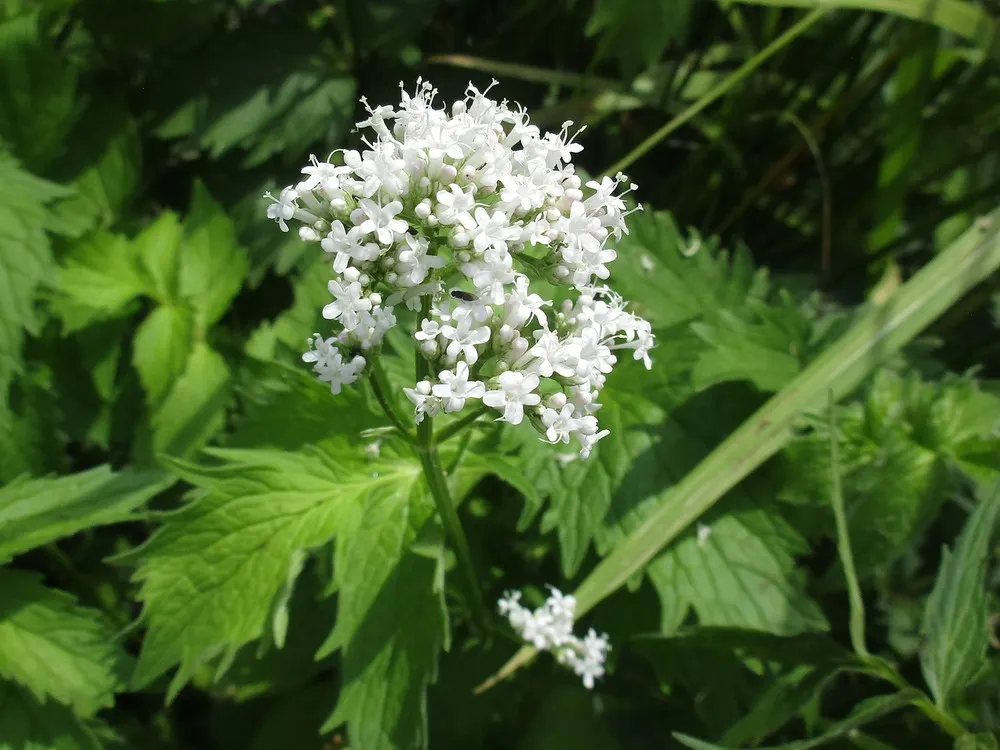 Common Heliotrope (Heliotropium Arborescens) — Common Heliotropes are sure to provide both visual and olfactory pleasure in any garden setting; also known as