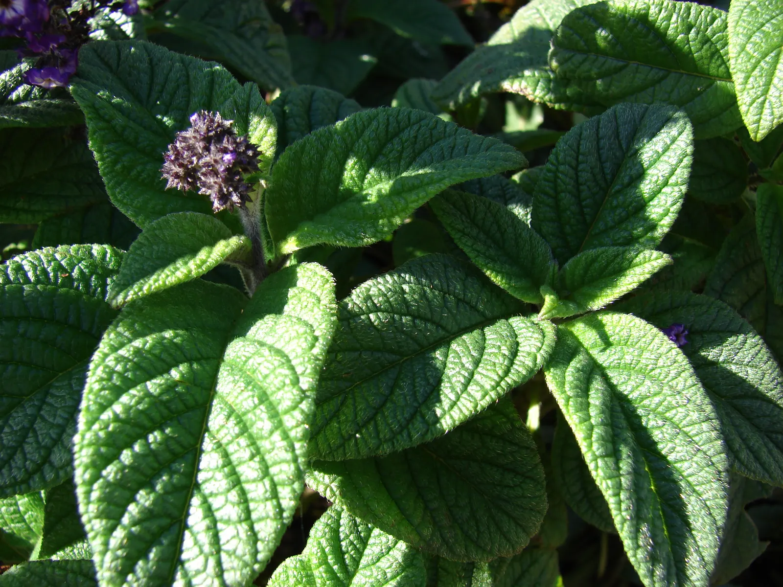 Common Heliotrope (Heliotropium Arborescens) — Heliotropes prefer a sunny location with partial afternoon shade, image 109