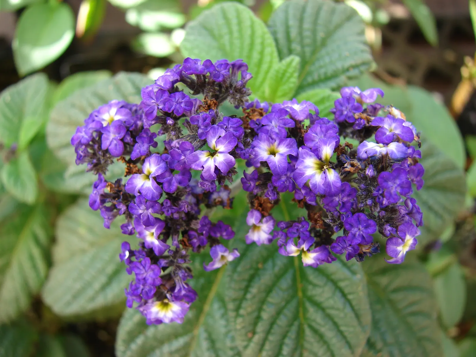 Common Heliotrope (Heliotropium Arborescens) — consider placement near areas where their fragrance can be appreciated