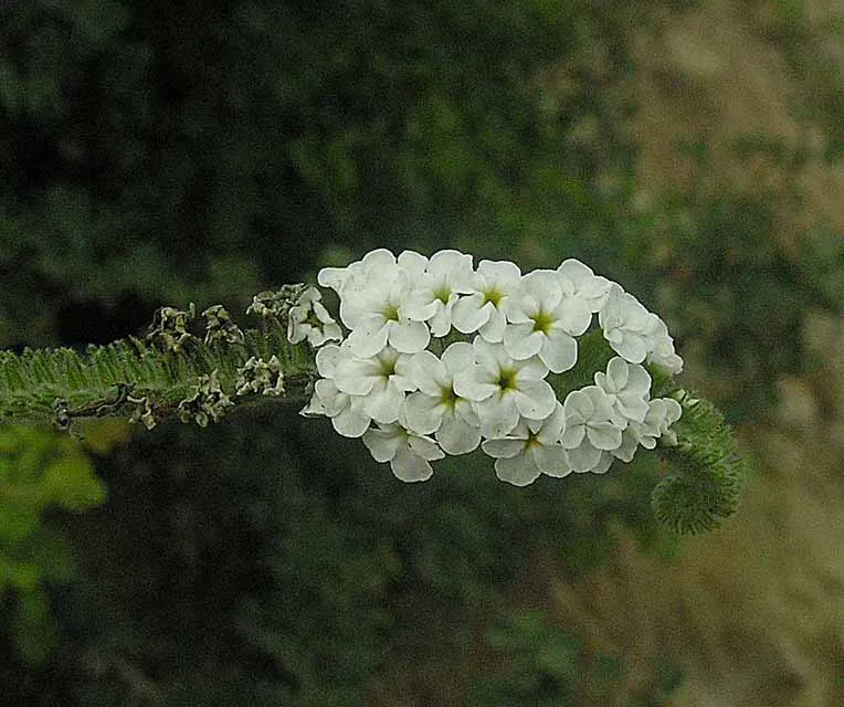 Common Heliotrope (Heliotropium Arborescens) — though care should be taken to avoid waterlogging; lavender to deep purple flowers
