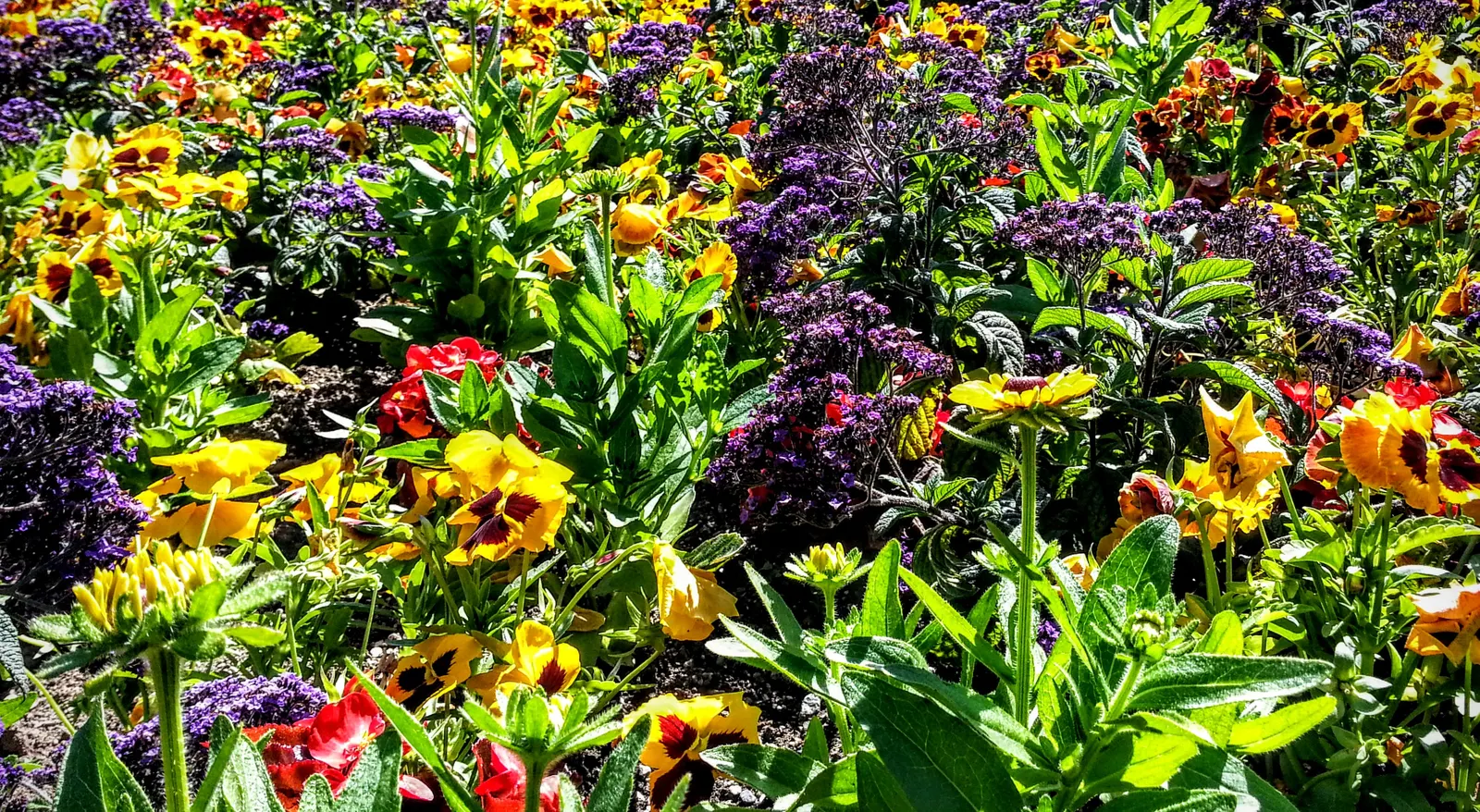 Common Heliotrope (Heliotropium Arborescens) — Thrives in well-drained soil, adding sweet vanilla scent and vibrant color to borders or containers, image 97