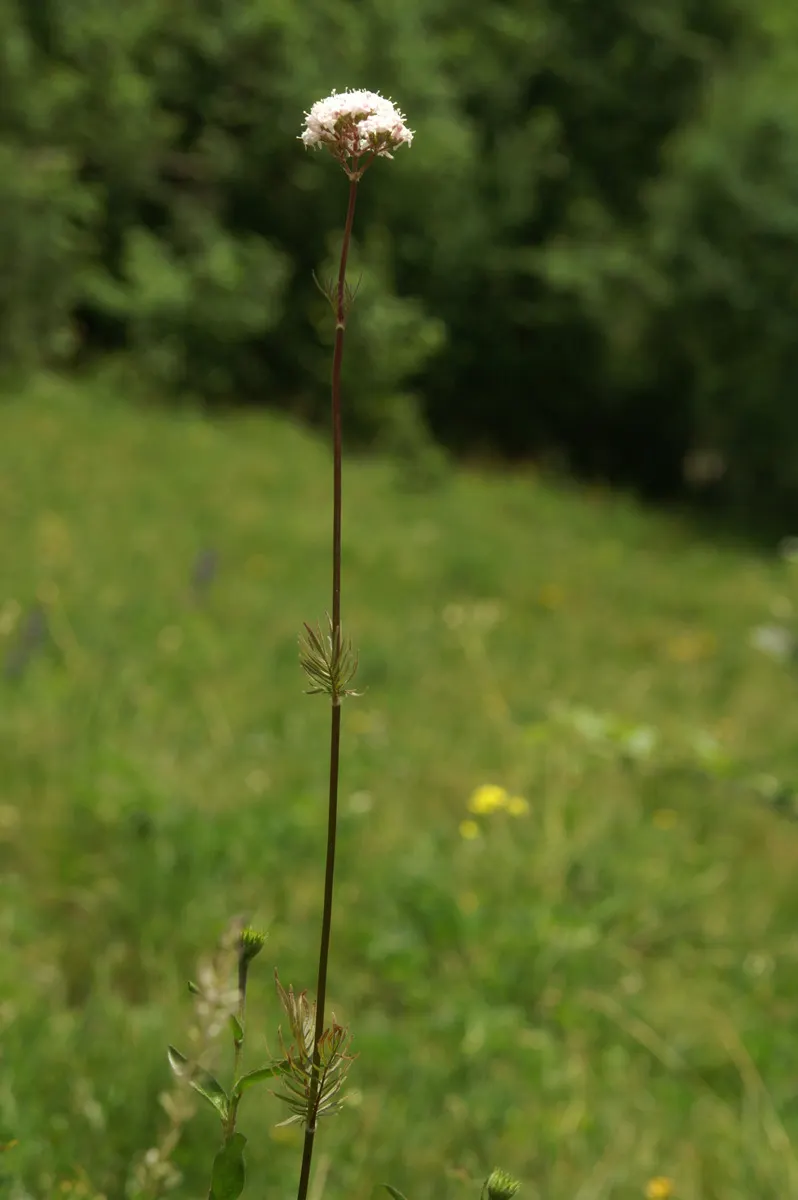 Common Heliotrope (Heliotropium Arborescens) — shrub for full or half