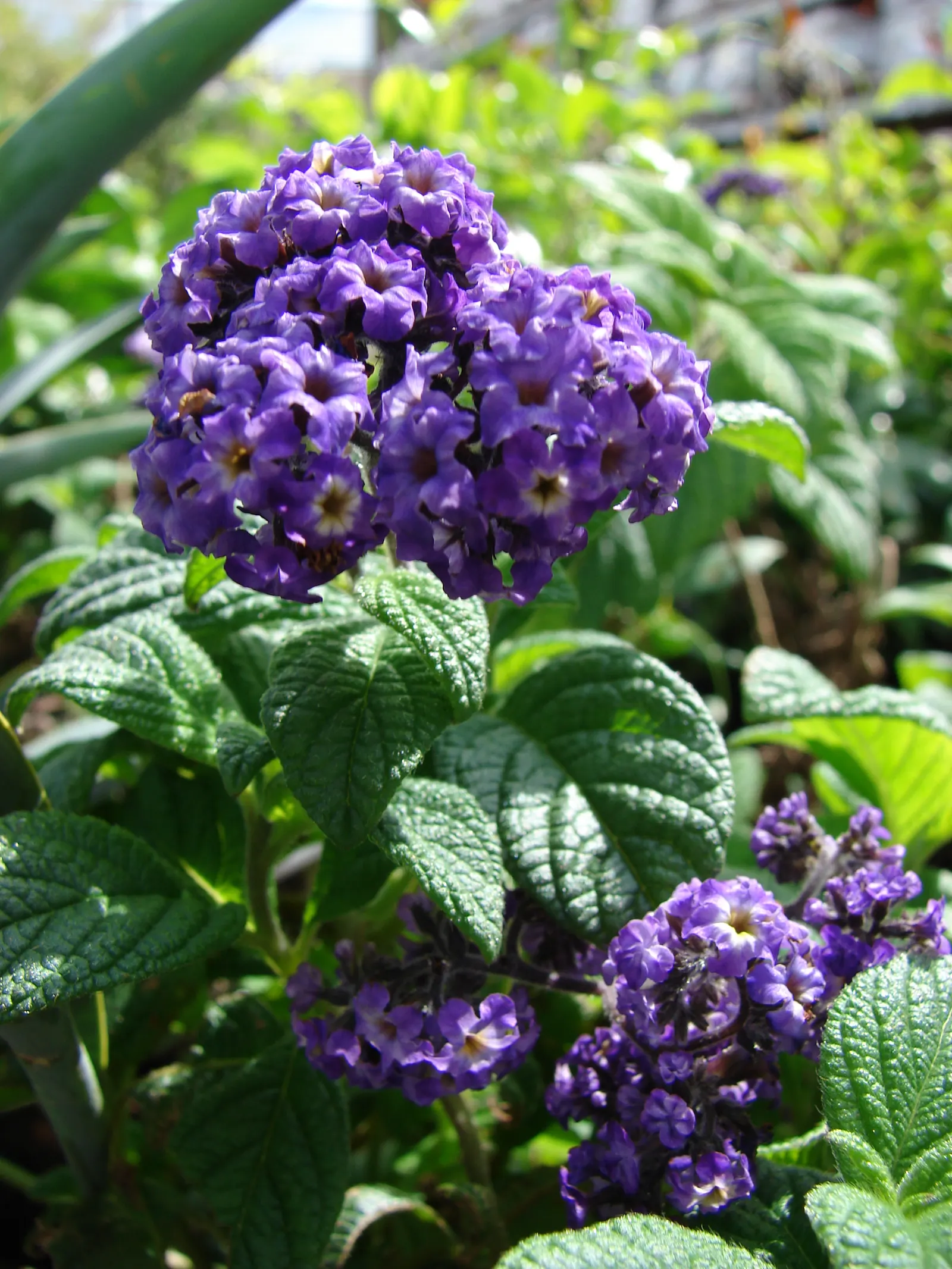 Common Heliotrope (Heliotropium Arborescens) — Famed for its sweet vanilla-like scent; lavender flowers in the garden, image 102